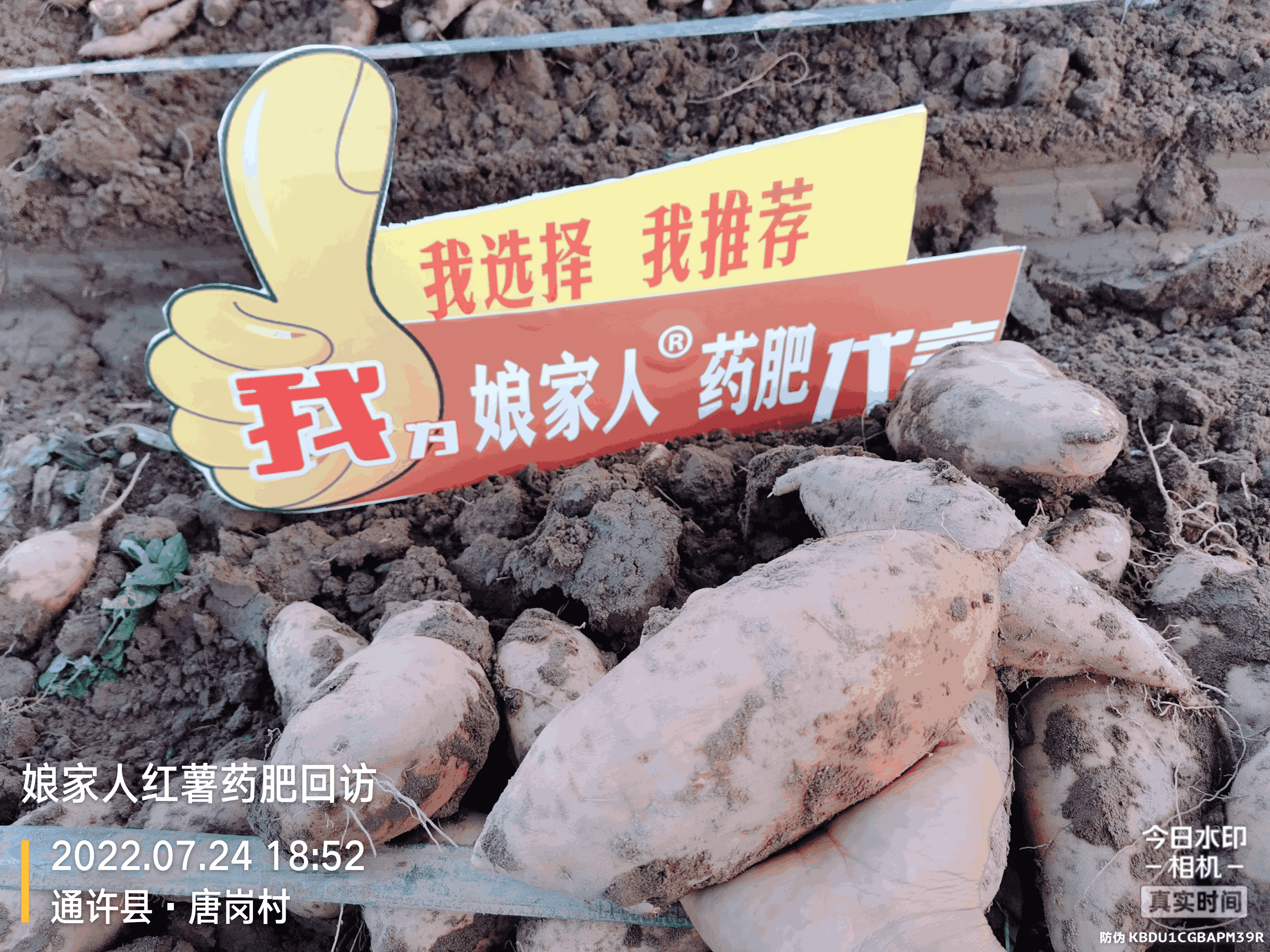 紅薯豐收，用了娘家人，“薯”你最棒！